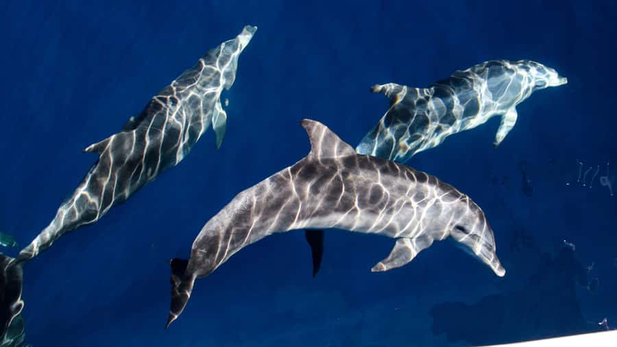 Gold Coast: Premium Whale Watching Cruise - Comfort, access, and the seasickness question