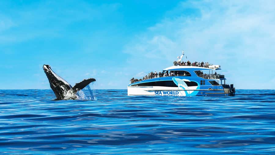 Gold Coast: Premium Whale Watching Cruise - What the 150-minute cruise is really like