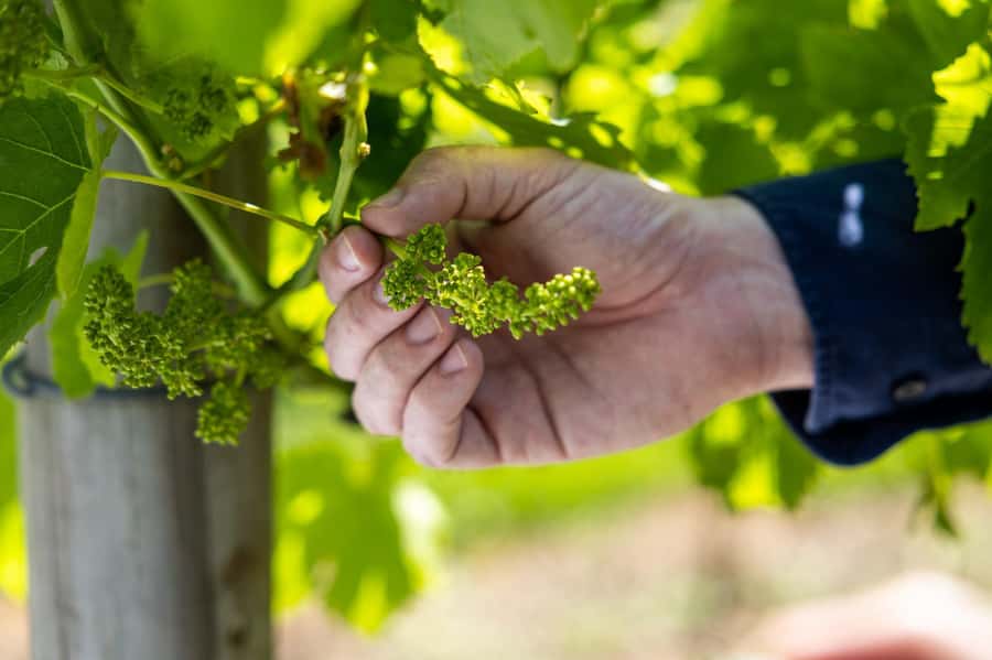 Gold Coast: Tamborine Mountain Local Winery Tour with Lunch - Monday and Tuesday need extra attention