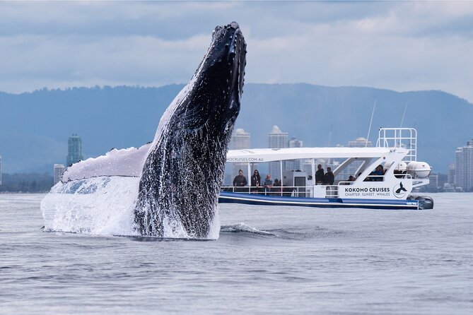 Gold Coast Whale Watching Cruise - A fast start from Main Beach