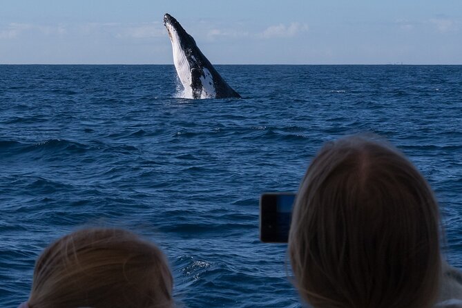 Gold Coast Whale Watching Cruise - The boat makes a real difference