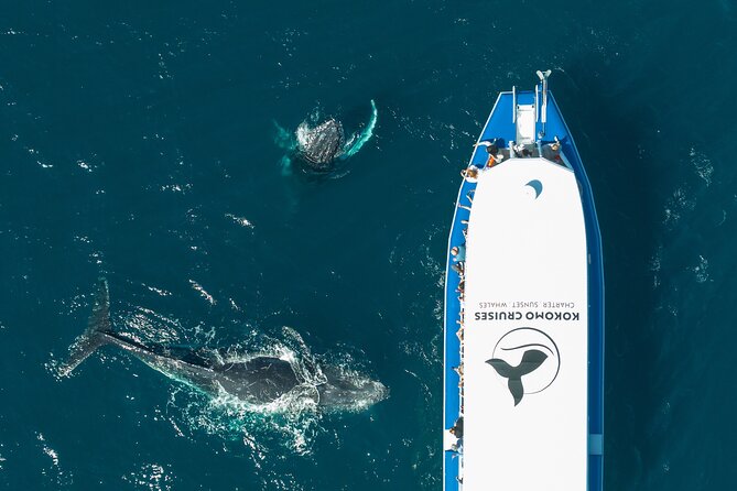 Gold Coast Whale Watching Cruise - What you might see in two and a half hours