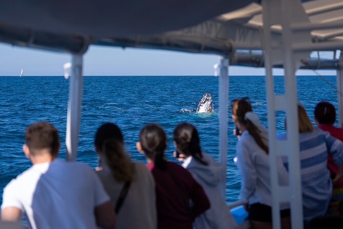 Gold Coast Whale Watching Cruise - Why the commentary matters