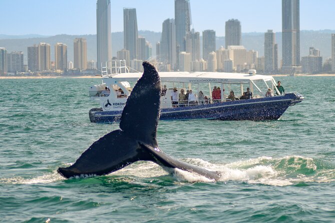 Gold Coast Whale Watching Cruise - Timing, weather, and what to wear
