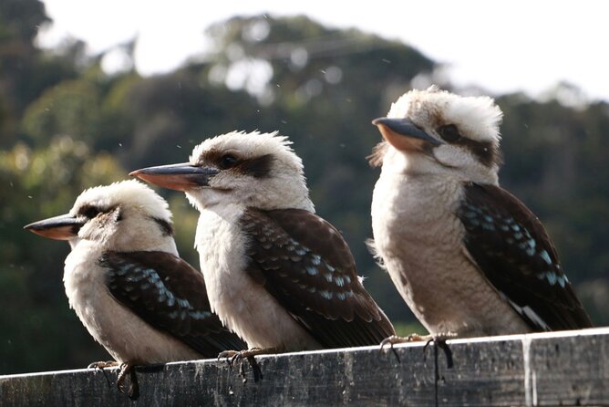 Grampians National Park Small-Group Eco Tour from Melbourne - Guides make a real difference