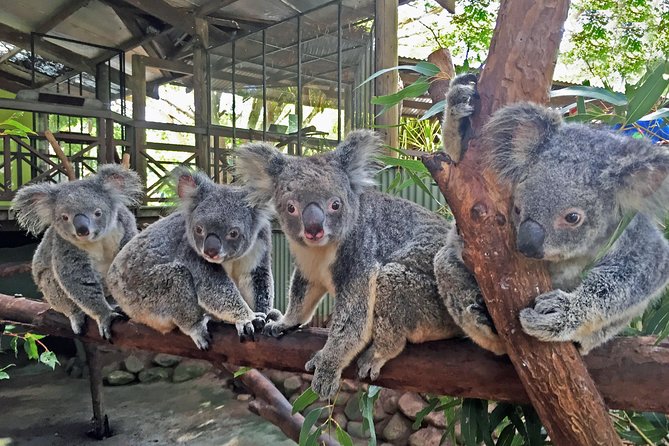 Grand Kuranda including Skyrail and Kuranda Scenic Railway - Rainforestation packs four different experiences into one stop