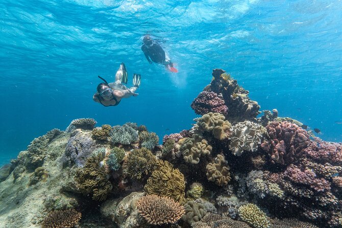 Great Barrier Reef Full Day Tour from Cairns - Choosing between snorkeling and scuba