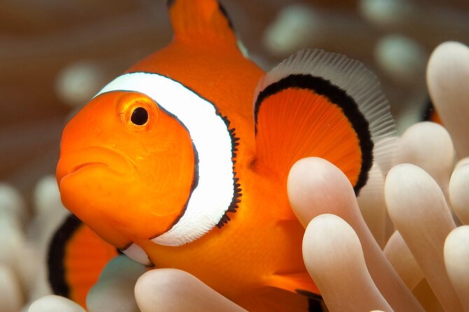 Great Barrier Reef Full Day Tour from Cairns - Second reef site and the value of extra water time