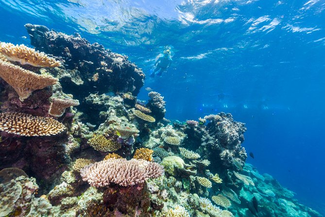Great Barrier Reef Snorkeling and Diving Cruise from Cairns - Hastings Reef and a Second Chance in the Water
