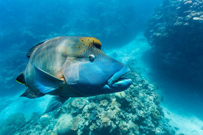 Great Barrier Reef Snorkeling and Diving Cruise from Cairns - Returning to Cairns with Snacks and Music