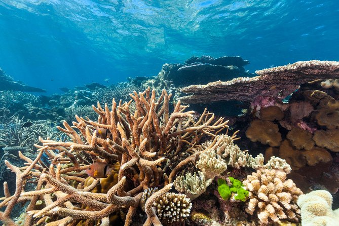 Great Barrier Reef Snorkeling and Diving Cruise from Cairns - Is $190.07 Good Value?