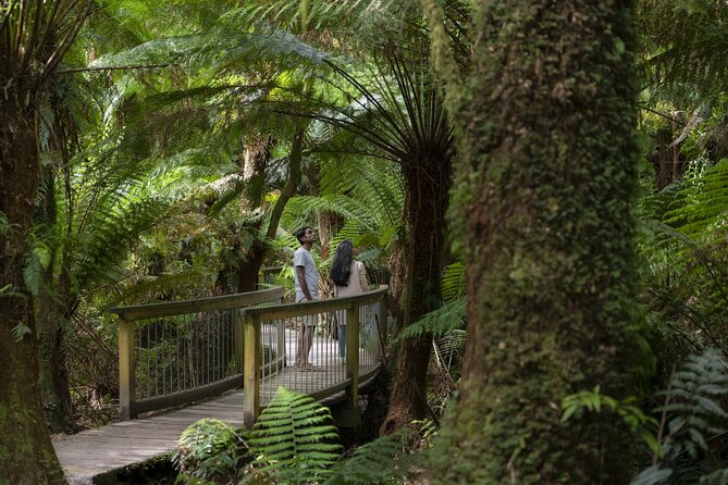 Great Ocean Road, 12 Apostles, Loch Ard Gorge & lunch - Melbourne - The Great Ocean Road itself
