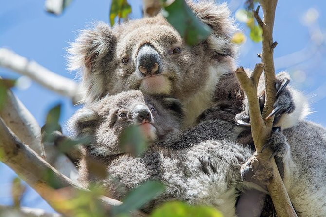 Great Ocean Road, 12 Apostles, Loch Ard Gorge & lunch - Melbourne - How the day feels from Melbourne to Melbourne