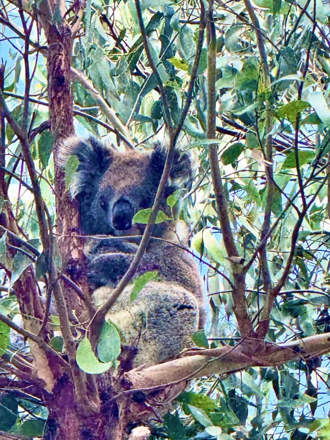 Great Ocean Road 12 Apostles London Bridge Koala Kangaroo - Why the reverse Great Ocean Road route matters