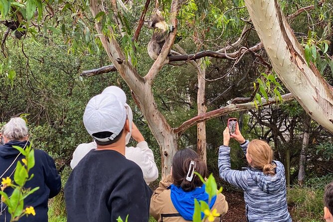 Great Ocean Road Full-Day Sunset Eco Tour from Melbourne - What the vehicle and group size mean for you