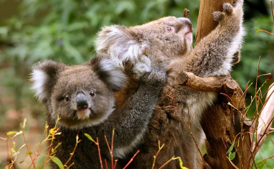 Great Ocean Road Tour w/ Deluxe Minibus & Top-Rated Guide - Is $105 good value?