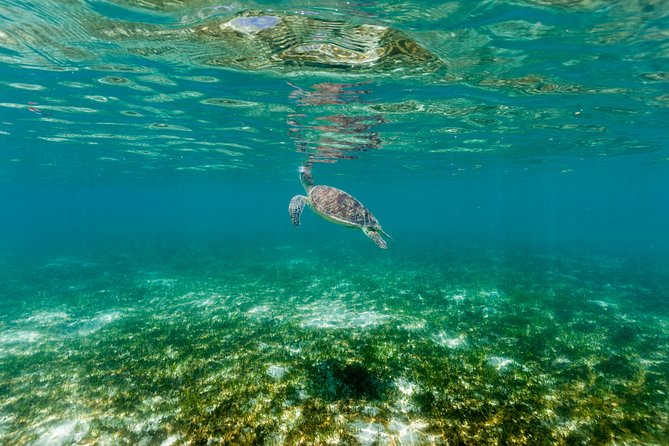 Green Island Day Trip from Cairns - Snorkeling from the beach