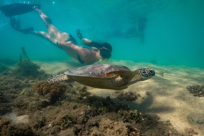 Half Day Low Isles Snorkelling Tour from Port Douglas - Walking Low Isles and taking a break ashore
