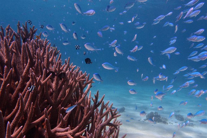 Half Day Snorkel 2.5hr Turtle Tour on the Ningaloo Reef, Exmouth - Key points to know before booking