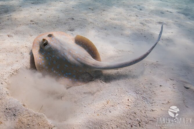 Half Day Snorkel 2.5hr Turtle Tour on the Ningaloo Reef, Exmouth - Who will enjoy this Exmouth snorkel tour?