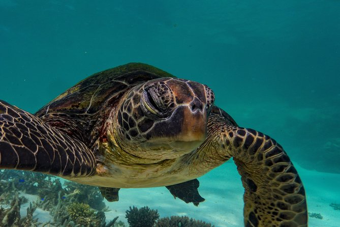 Half Day Snorkel 2.5hr Turtle Tour on the Ningaloo Reef, Exmouth - Two reef stops, with nature setting the timetable