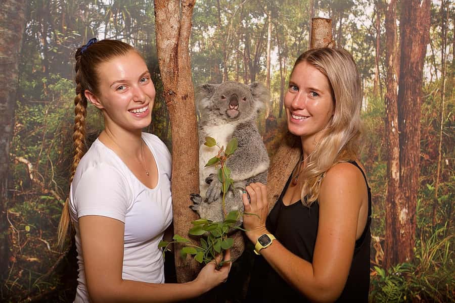 Hartley's Crocodile Adventures: Hartley's Koala Breakfast - A koala breakfast above Hartley’s lagoon