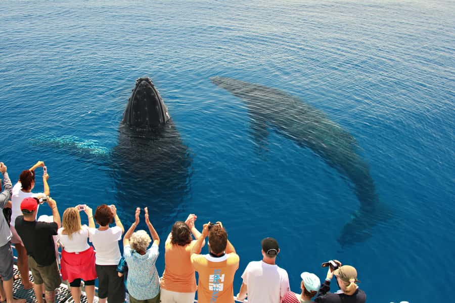 Hervey Bay 4-Hour Whale Watch Encounter - Why Hervey Bay is such a good place for whale watching