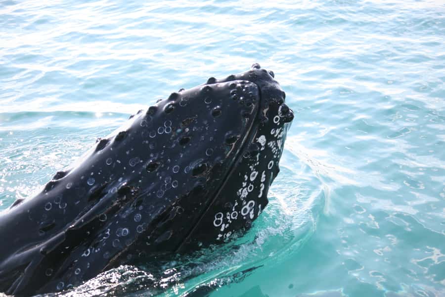 Hervey Bay 4-Hour Whale Watch Encounter - Practical booking advice for Hervey Bay