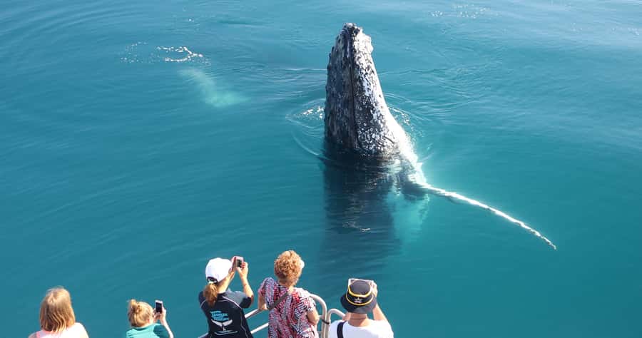 Hervey Bay 4-Hour Whale Watch Encounter - The whale encounters: close, active, and never promised