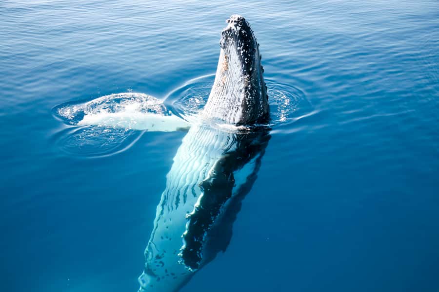 Hervey Bay 4-Hour Whale Watch Encounter - Commentary from Vicky, Rachel, and the crew
