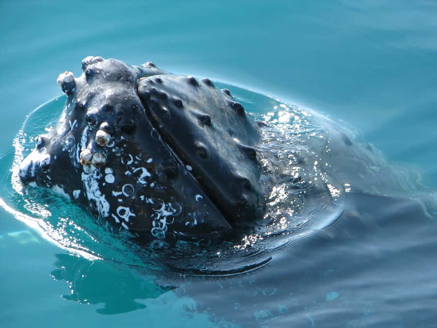 Hervey Bay 4-Hour Whale Watch Encounter - What the $109 price really buys you