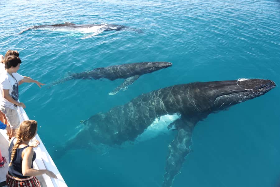 Hervey Bay 4-Hour Whale Watch Encounter - Timing, comfort, and the sea conditions