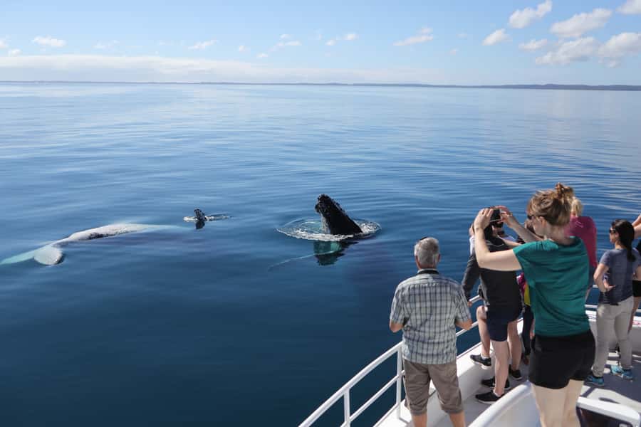 Hervey Bay 4-Hour Whale Watch Encounter - Who will enjoy this cruise most