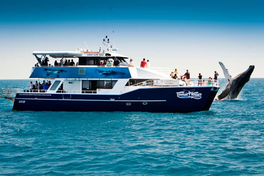 Hervey Bay 4-Hour Whale Watch Encounter - Boarding a 20-meter catamaran built for whale watching