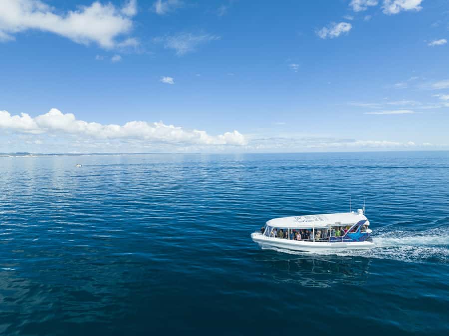 Hervey Bay: Ultimate Whale Watching Experience - Should you book the Ocean Defender whale watch?
