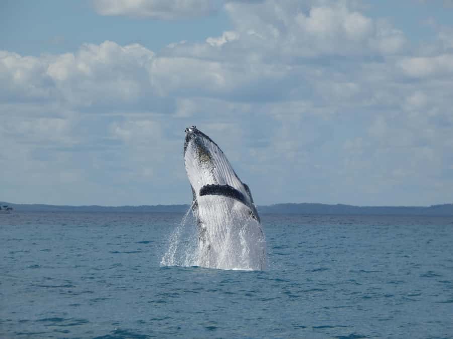 Hervey Bay: Ultimate Whale Watching Experience - The ride toward Platypus Bay and K’gari