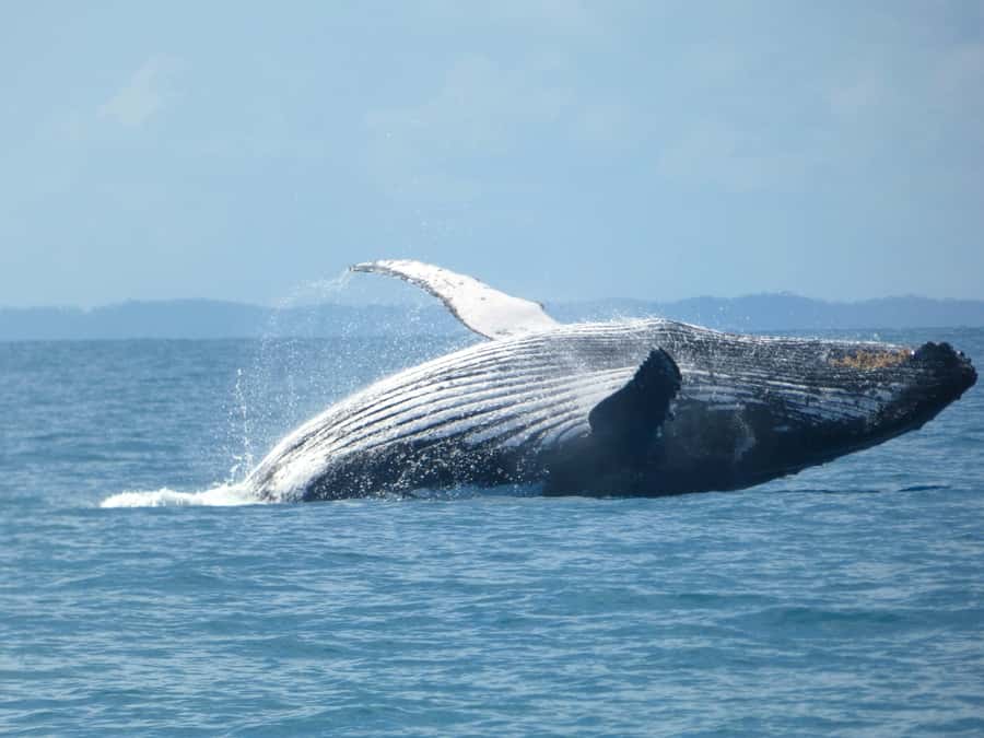 Hervey Bay: Ultimate Whale Watching Experience - What the marine scientist guides add