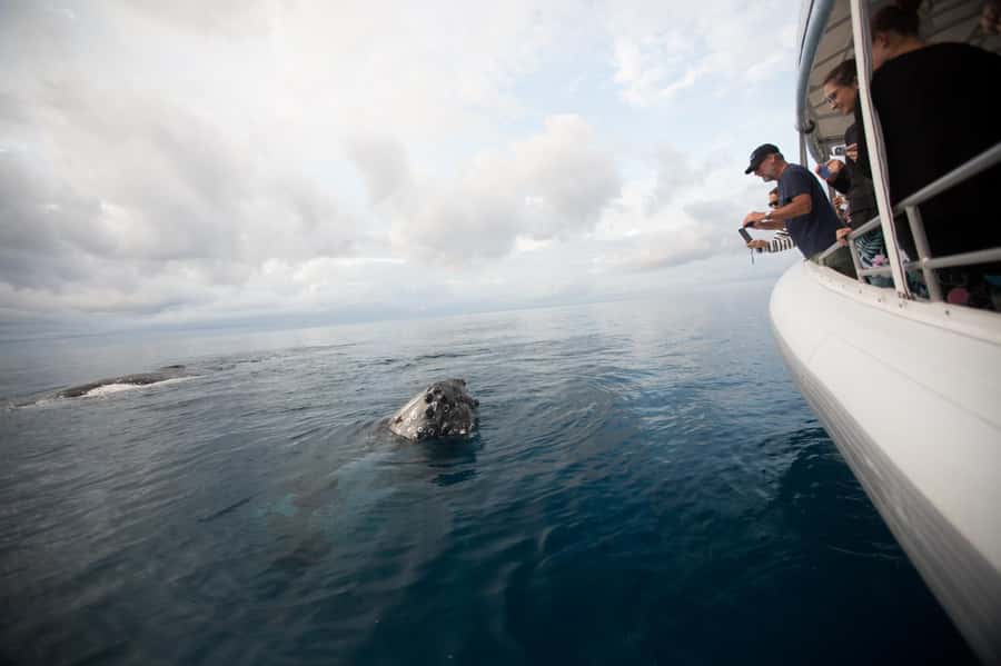 Hervey Bay: Ultimate Whale Watching Experience - Hearing whale songs through the hydrophones