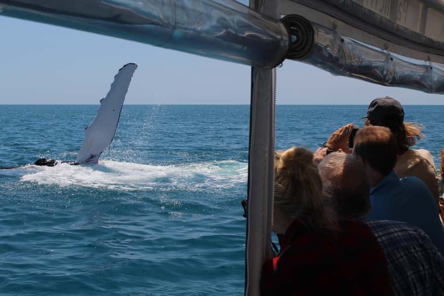 Hervey Bay: Ultimate Whale Watching Experience - Snacks, seating, and the practical comforts