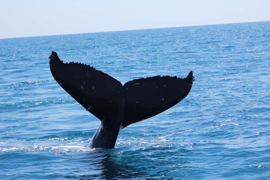 Hervey Bay: Ultimate Whale Watching Experience - A good choice for families and first-time whale watchers