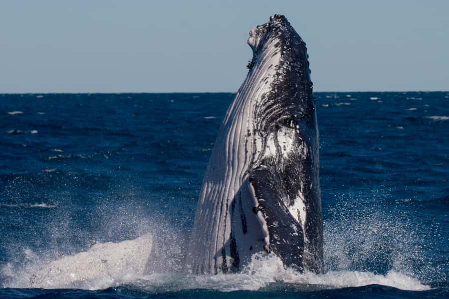 Hervey Bay: Ultimate Whale Watching Experience - Is the $84 price good value?