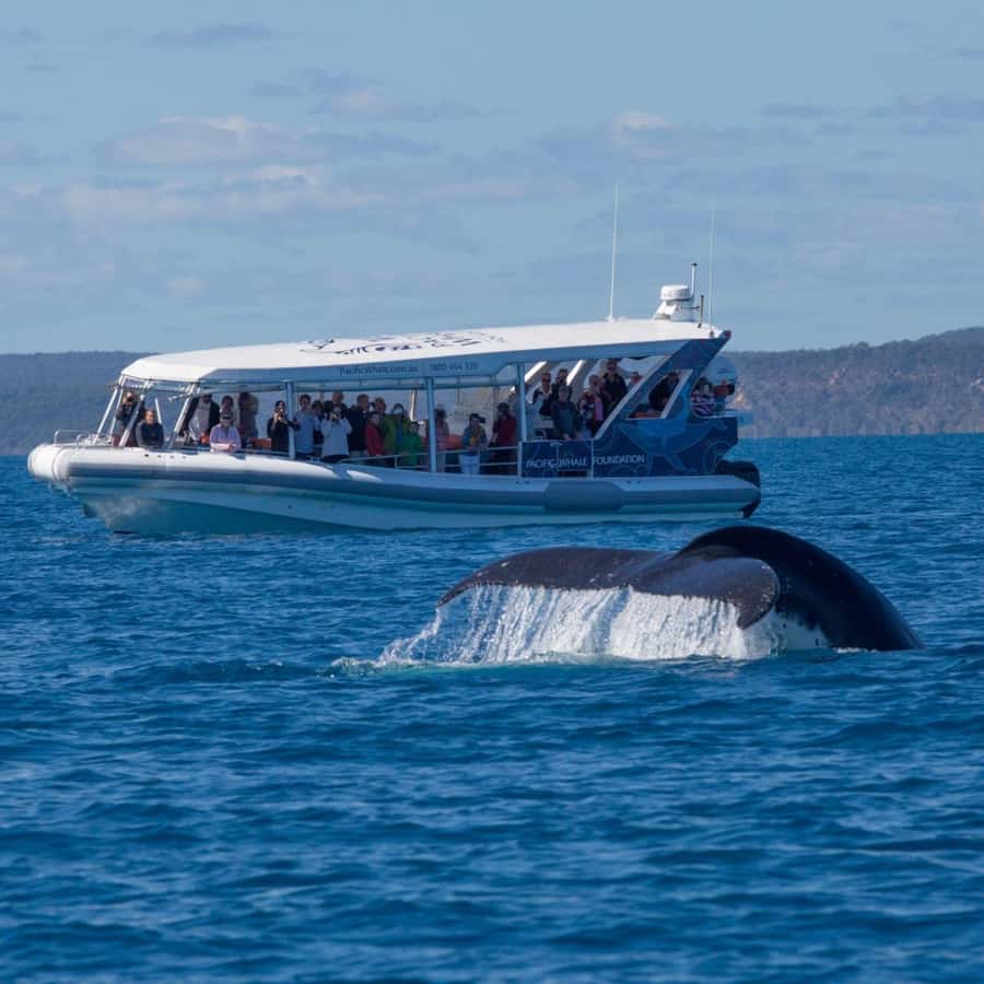 Hervey Bay: Ultimate Whale Watching Experience - Picking your date and preparing for the water
