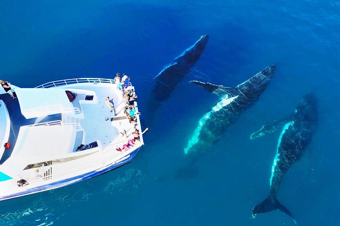Hervey Bay Whale Watching Cruise - Quick reasons to choose this cruise