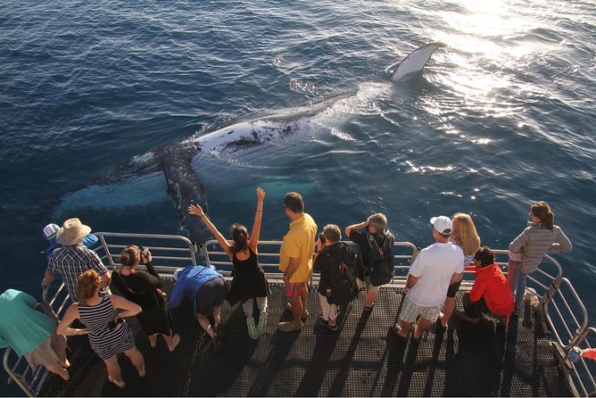 Hervey Bay Whale Watching Cruise - Commentary that gives the sightings meaning