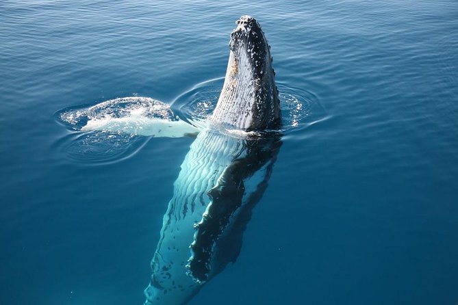 Hervey Bay Whale Watching Cruise - Food, drinks, and time on board