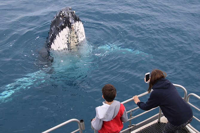 Hervey Bay Whale Watching Cruise - Why families may find this a good fit