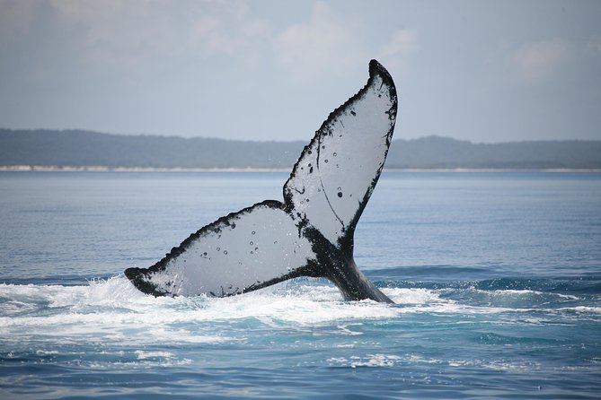 Hervey Bay Whale Watching Cruise - Sea conditions, comfort, and what to pack