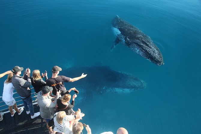 Hervey Bay Whale Watching Cruise - Price and the value of the guarantee