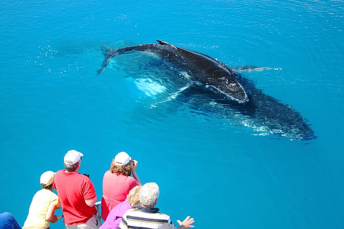 Hervey Bay Whale Watching Cruise - Three ways to watch the humpback whales