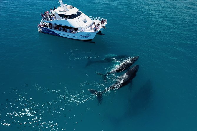 Hervey Bay Whale Watching Experience - Why Hervey Bay is such a good place for whale watching
